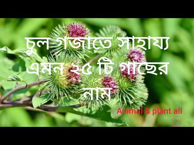 চুল গজাতে সাহায্য করে এমন ২৫ গাছের  নাম,name the 25 plants which help to growth hair.