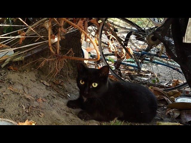 Alley Cat Project's inspiring story of saving Seattle's strays