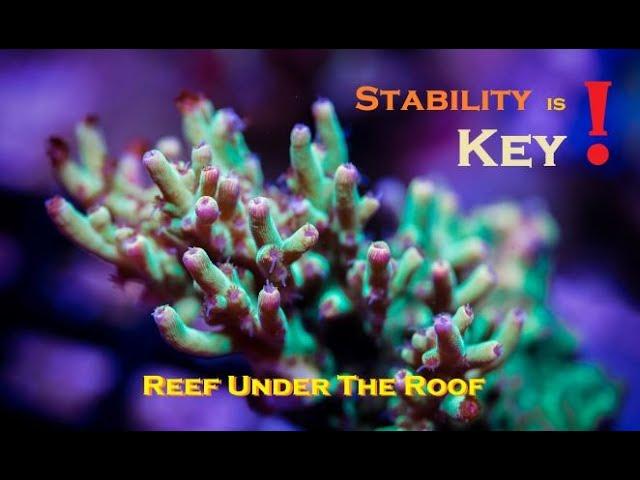 Stable Reef Tank Parameters - KEY to Success!