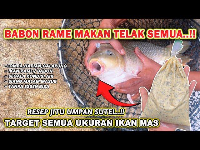 RACIKAN UMPAN SUTEL TARGET INDUKAN RAME !! RESEP UMPAN IKAN MAS LOMBA & GALAPUNG 