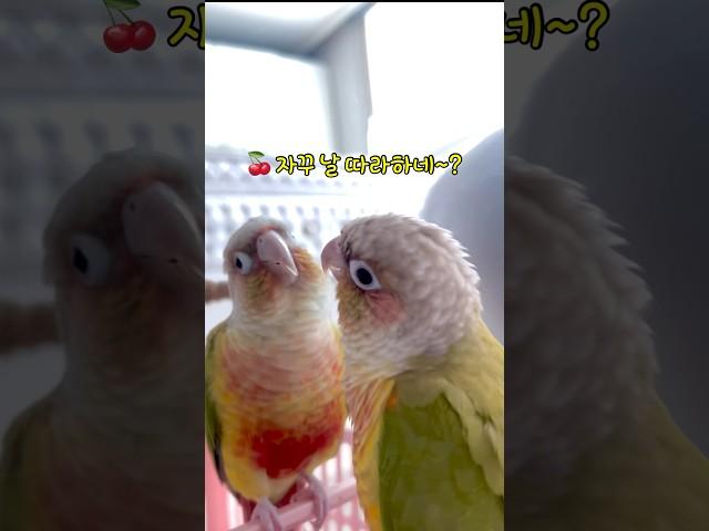 앵무새는 거울속 자기모습을 알아볼까? #말하는앵무새 #shorts