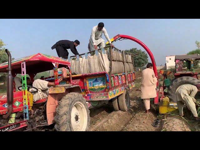 Silage Making Process | How to make Silage for Cows / Goats | Cattle Feed Making Method