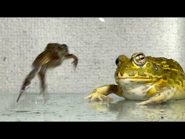 Flying meal / Pacman frog , African bullfrog【LIVE FEEDING】