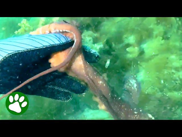 Octopus Grabs Diver's Hand And Leads Her To Hidden Treasure