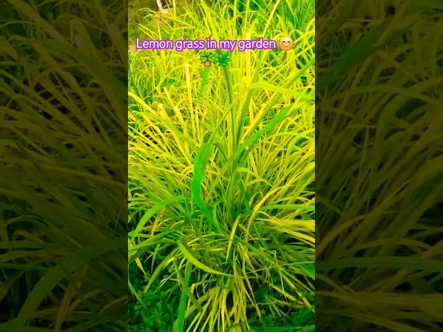 lemon grass in my garden 🪴 #shorts #trending #farming #ytshorts #song #music #trendingshorts