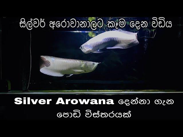 සිල්වර් අරවානා දෙන්නට කෑම සහ පොඩි විස්තරයක් | Feeding Part Silver Arowana