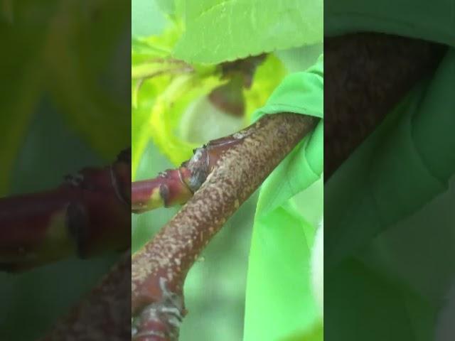 Peach bud day 150