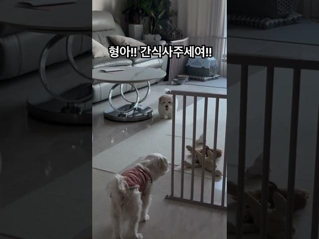 까불이2탄 #cotondetulear #강아지 #꼬똥 #반려견 #강아지일상 #꼬똥드툴레아 #cutedog #아기강아지 #puppy #강아지브이로그 #말티즈 #꼬똥감자