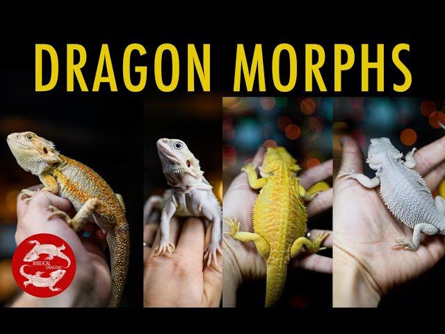 Bearded Dragon Morphs and How to Identify Yours