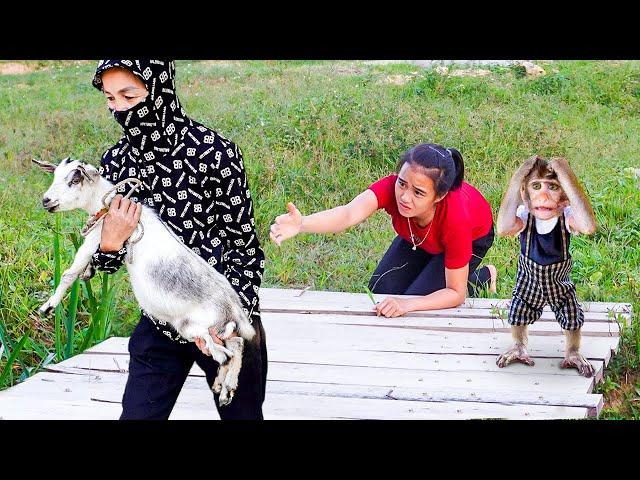 OMG! Monkey MiMi and Mom’s Rescue Mission to Find Their Lost Goat!