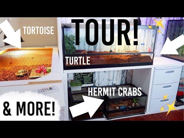 TOUR of ALL MY PETS Enclosures! | Lori's Hartland