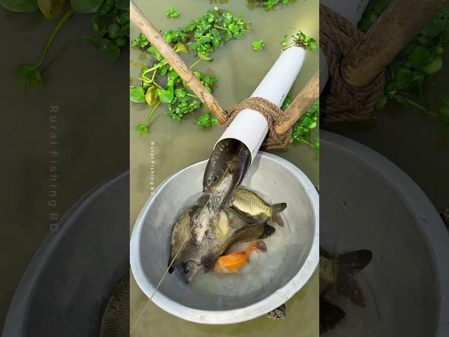 Amazing fishing with plastic pipe trap #fishing #fishtrap #shorts