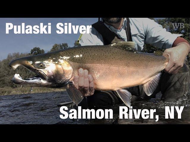 Fly Fishing Pulaski Silver, Salmon River, NY - Wooly Bugged