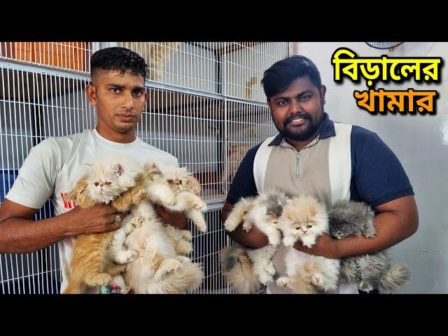 Persian Cat Price In Bangladesh | Cat Price In BD 2024 | আসোল পার্সিয়ান বিরালের দাম জানুন