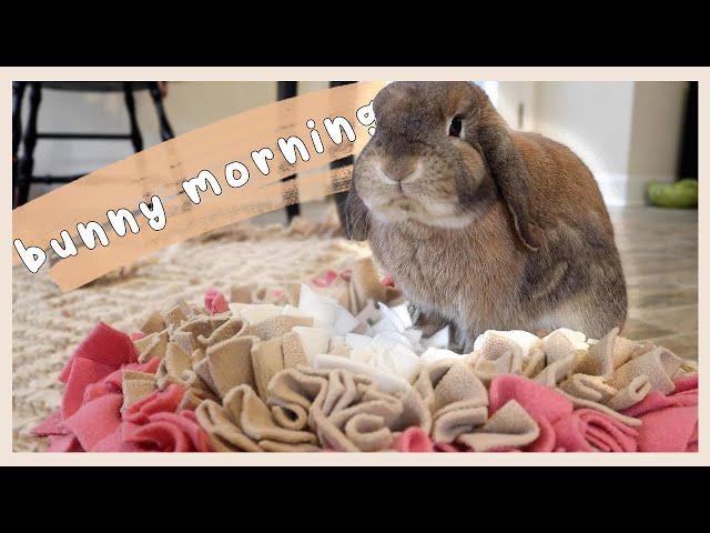 IN DEPTH Bunny Morning Routine