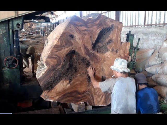 kayu trembesi (suar wood) bonggol besar di bantai di penggergajian sawmill