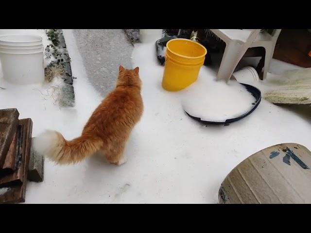 Cat on ice #cat #animals #cute #beautiful #icestorn