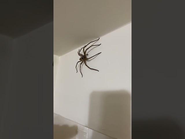 Big Spider 