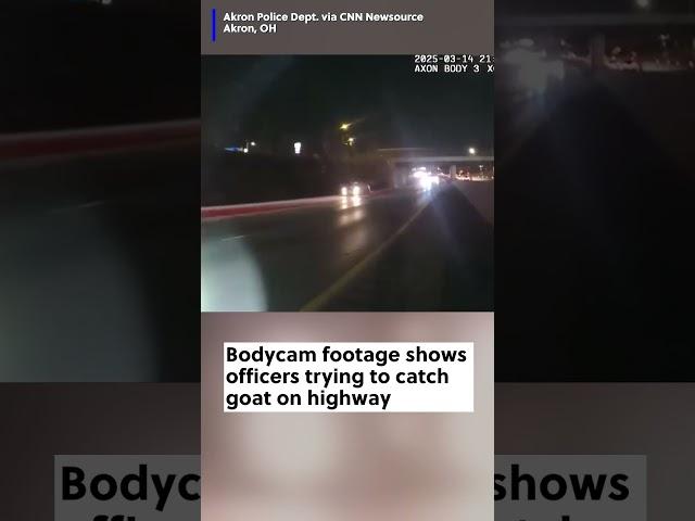 Officers worked together to wrangle up a runaway goat on a highway.  #police #bodycam #goat #ohio