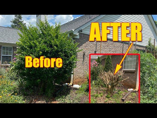 Trimming Big Bushes and Hedges Overgrown