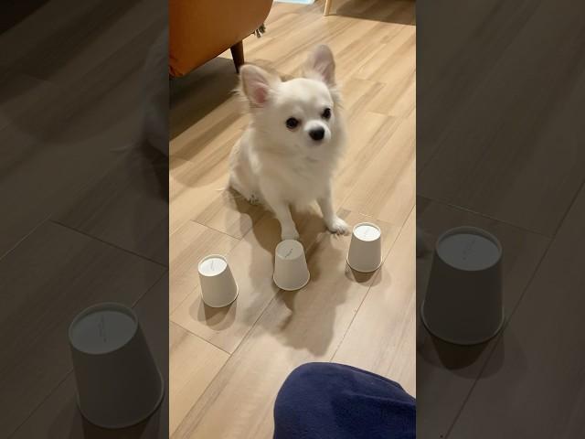 ぼくにはこのゲームわかりません。#shorts #犬#dog