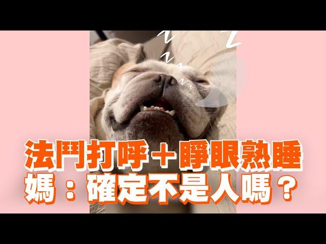 法鬥打呼＋睜眼熟睡　媽：確定不是人嗎？｜寵物動物