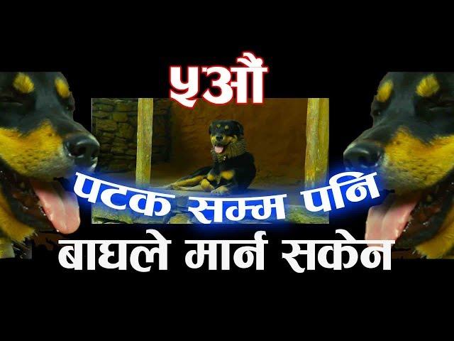 बाघबाट कुकुर बचाउने एउटै उपाए \ Dog Safety from tiger