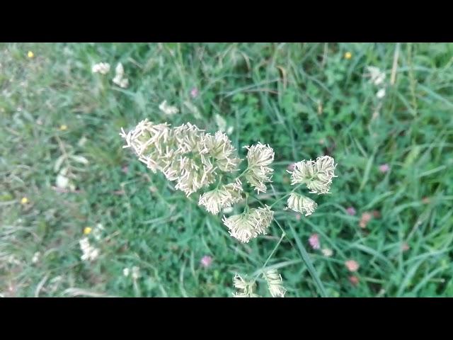 Dactylis glomerata (Barnyard grass)