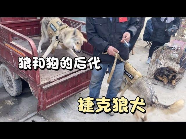 捷克狼犬，德牧和狼的後代，長相酷似狼，不懂的還以為遇到狼！