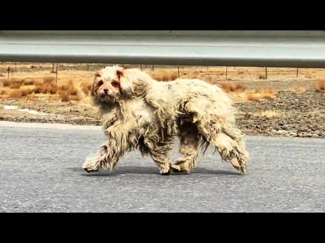 "Come here, I'll raise you", the stray dog stopped when he heard the human call