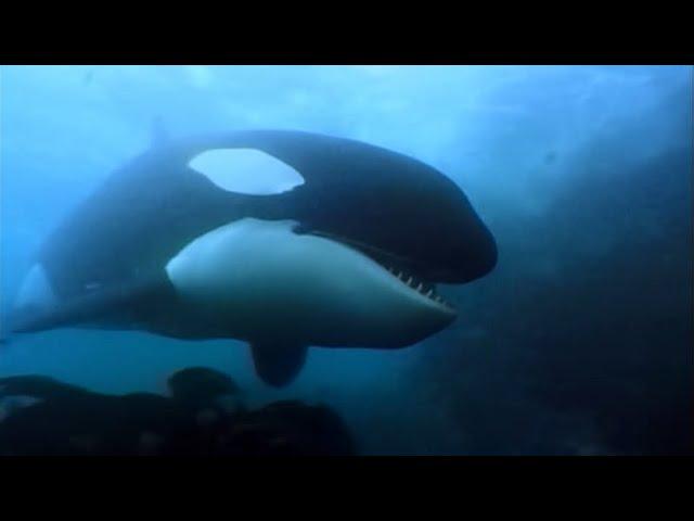 A Man Among Orcas | Orca, Indian ocean | Wildlife documentary