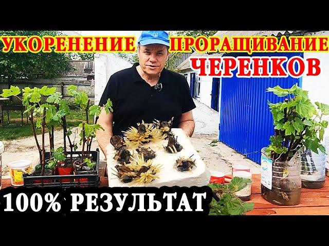Простейший и главное эффективный способ проращивания черенков винограда! От А до Я! 100% результат!