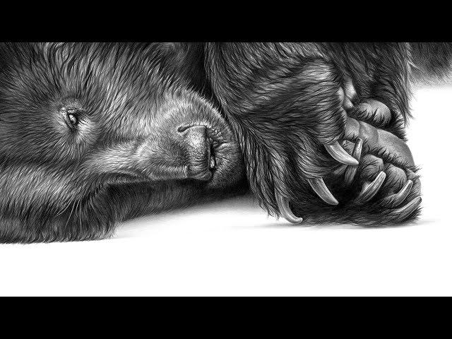 'Oliver Bear' a tribute in pencil by Richard Symonds