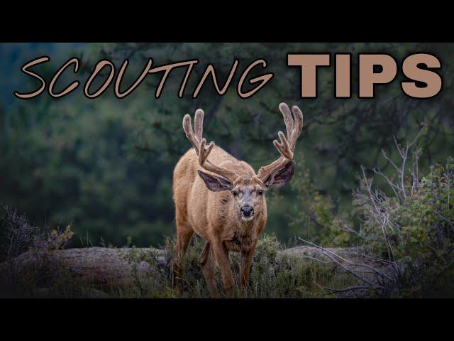 Scouting TIPS | Find More Elk and Deer | Pre-Season Hunting Guide