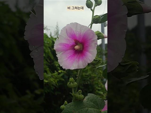 여정/최진희 비 그쳐도 안오네! #접시꽃#삶 #기다림