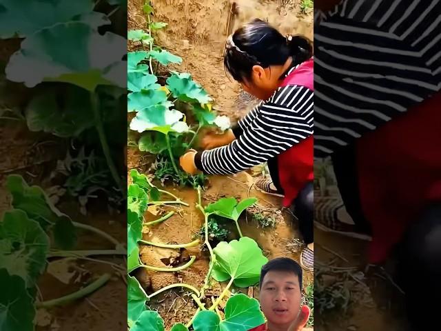 Pumpkin Pruning: Concentrates Nutrients, Increases Yield, Cuts Disease, Easier to Care For #farming
