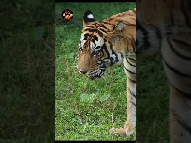 Tiger Came Too Close To Our Jeep #shorts #shortsvideo #discoverwildpaws