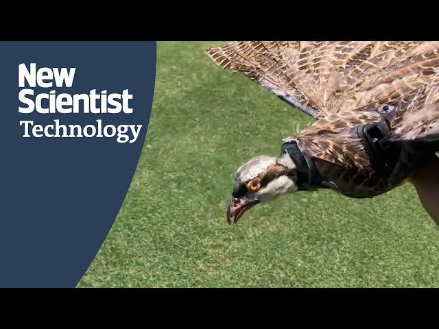 Dead birds made into drones could spy on animals or humans