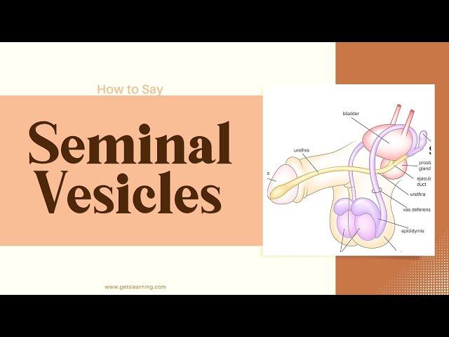 How to Say Seminal Vesicles In British English