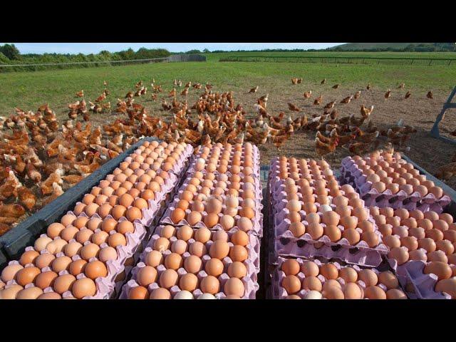 How Americans Produce 97,3 Billion Eggs Every Year - Chicken Farming Documentary