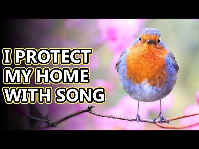 European Robin facts: robin redbreasts | Animal Fact Files