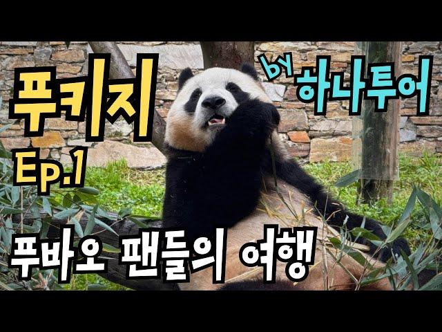 [Ep.1]푸바오Fubao 만나러 가는 투어️하나투어 성도 팬키지️푸덕이들이 함께 떠나는 패키지푸덕여행푸바오를 만나는 밍글링투어