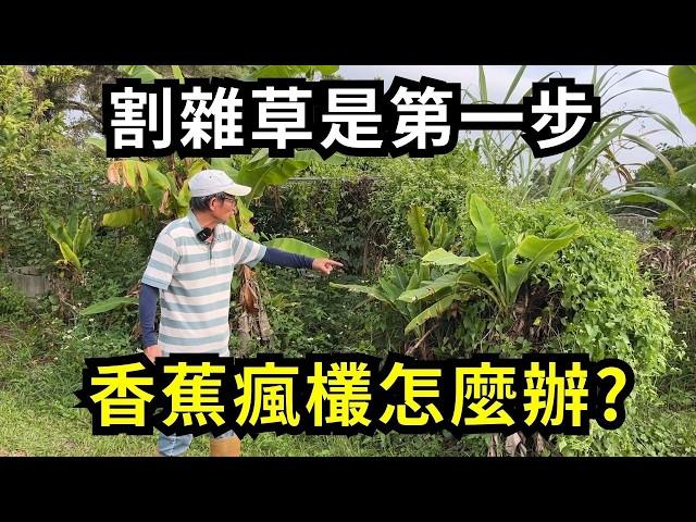 沒有種子如何種香蕉?香蕉瘋欉怎麼辦?割草是解決病毒傳染源第一步 | 阿星種植