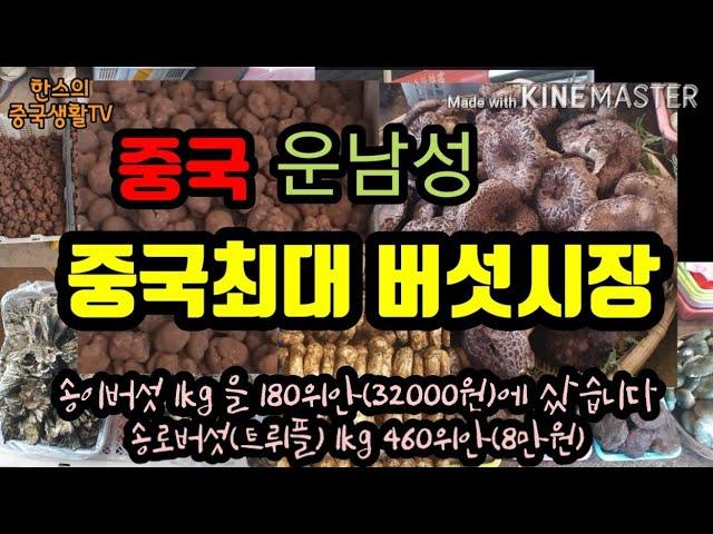 China's largest  mushroom market, matsutake mushroom with 1 kg, 32,000 won. Truffles 80,000 won