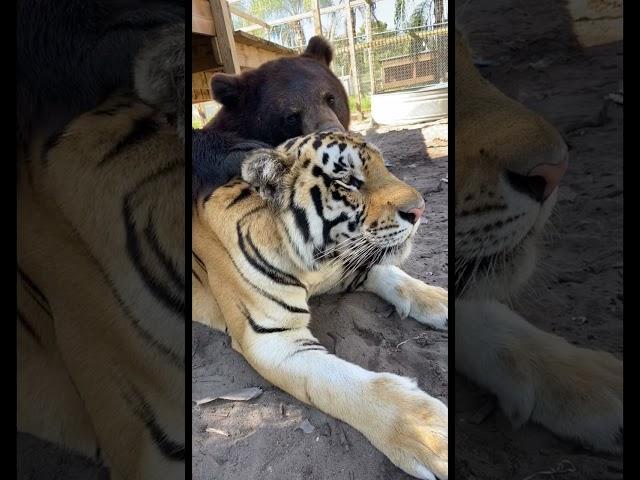 Tiger and Bear Best Friends! OH MY Amazing