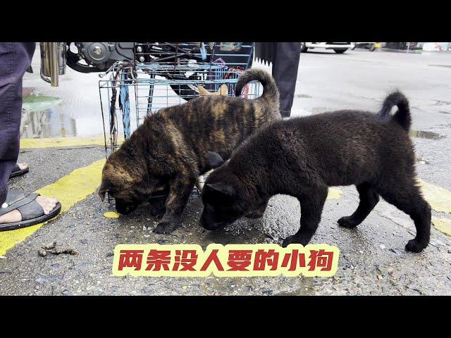 五黑和虎斑都是名犬，但是在这个地方，便宜都没有人要 #土狗咋了