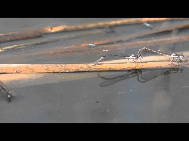 Straszka pospolita (Sympecma fusca) - tandem – chód