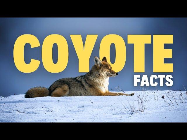 25 Surprising Facts About Coyotes That You Won't Forget