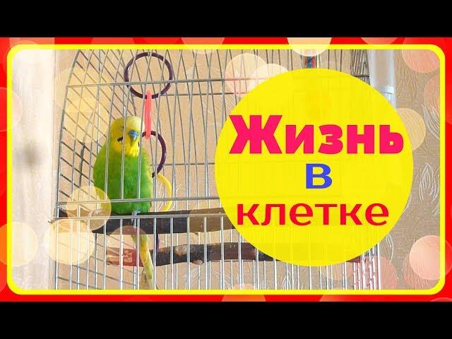 ЖИЗНЬ ПОПУГАЯ В КЛЕТКЕ / ПЕНИЕ ВОЛНИСТОГО ПОПУГАЯ / зеленый попугайчик TV