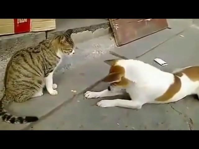 Angry Cats VS Dogs Funny Compilation 2017 !!!